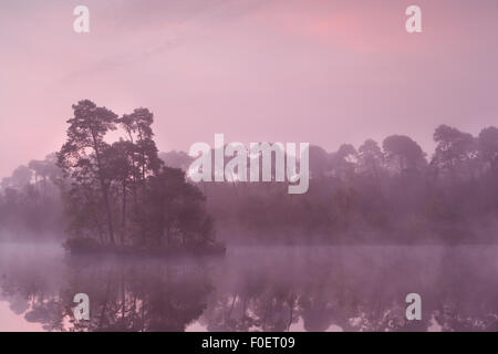 schöne lila Sonnenaufgang am wilden See im Wald Stockfoto