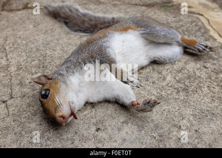 Nahaufnahme eines Toten Eichhörnchens, getroffen von einem Auto liegend auf Beton mit einem kleinen blutigen Verletzungen Stockfoto