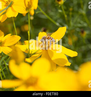 Honigbienen bestäubt gelbe Margeriten im Garten an sonnigen Tag beim Sammeln von Honig Stockfoto