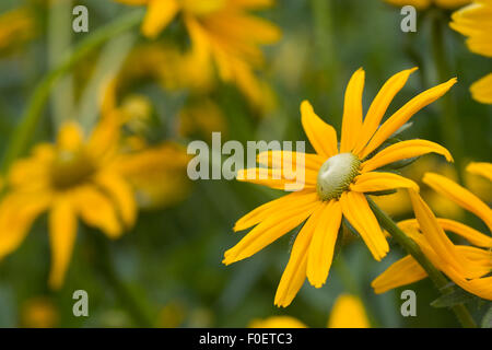 Rudbeckia Hirta "Irish Eyes". Sonnenhut wächst in einer krautigen Grenze. Stockfoto