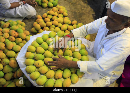 Mumbai, Maharashtra. 1. April 2014. 1. April 2014, Mumbai - Indien beste indische Alphonso-Mangos sind handverlesen & verpackt in Kartons auf dem Crawford Market am Mumbai.Crawford Markt ist der größte in Mumbai und enthält dem letzten Hauch des britischen Bombay.The Crawford Market Häuser ein Großmarkt Obst, Gemüse und Geflügel. Ein Ende des Marktes ist eine Tierhandlung. In diesem Bereich finden Sie verschiedene Sorten von Hunden, Katzen und Vögel. Die meisten Verkäufer in den Markt eingeführten Gegenstände wie Nahrungsmittel, Kosmetik, Haushalt und Geschenkartikel zu verkaufen. Es war der größte Großhandelsmarkt für Früchte Stockfoto