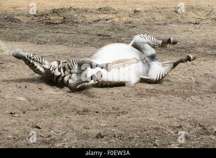 Reifen Sie weiblichen East African Grévy Zebra oder Imperial Zebra (Equus Grevyi) auf Boden, Rollen auf dem Rücken, wobei Schlammbad Stockfoto