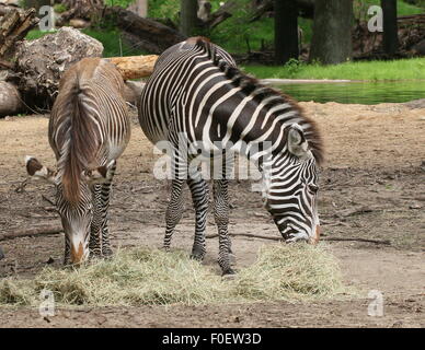 Young East African Grévy Zebra oder Imperial Zebra Fohlen (Equus Grevyi) mit seiner Mutter im Zoo von Dierenpark Amersfoort, Niederlande Stockfoto