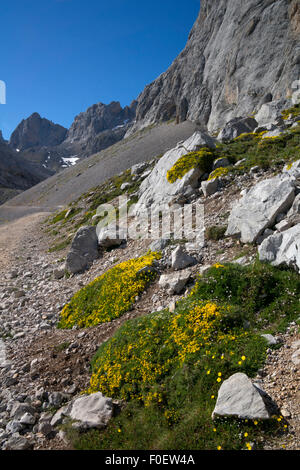 Bergweg mit wilden Blumen in den Picos de Europa Nationalpark, Asturien, Nordspanien Stockfoto