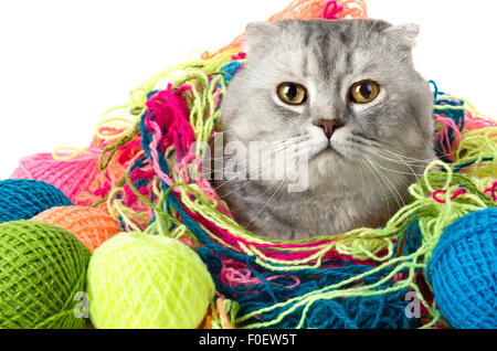 die graue ausgewachsene Katze mit vielen bunten Clew Nahaufnahme portrait Stockfoto