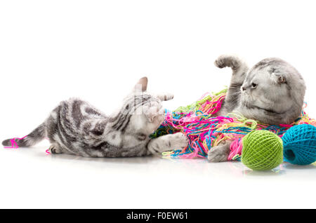 die grauen Kätzchen Gerangel mit Erwachsenen Katze auf weißem Hintergrund, isoliert Stockfoto