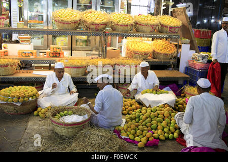 Mumbai, Maharashtra. 1. April 2014. 1. April 2014, Mumbai - Indien beste indische Alphonso-Mangos sind handverlesen & verpackt in Kartons auf dem Crawford Market am Mumbai.Crawford Markt ist der größte in Mumbai und enthält dem letzten Hauch des britischen Bombay.The Crawford Market Häuser ein Großmarkt Obst, Gemüse und Geflügel. Ein Ende des Marktes ist eine Tierhandlung. In diesem Bereich finden Sie verschiedene Sorten von Hunden, Katzen und Vögel. Die meisten Verkäufer in den Markt eingeführten Gegenstände wie Nahrungsmittel, Kosmetik, Haushalt und Geschenkartikel zu verkaufen. Es war der größte Großhandelsmarkt für Früchte Stockfoto