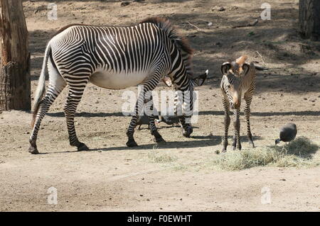 Young East African Grévy Zebra oder Imperial Zebra Fohlen (Equus Grevyi) mit seiner Mutter Stockfoto