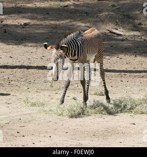Young East African Grévy Zebra oder Imperial Zebra Fohlen (Equus Grevyi) Stockfoto