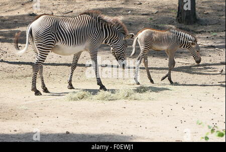 East African Grévy Zebra oder Imperial Zebra (Equus Grevyi), eine Mutter und ihr Junges Fohlen Stockfoto