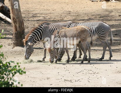 Drei ostafrikanischen Grévy grasen Zebras oder Kaiserstadt Zebras (Equus Grevyi), zwei ausgewachsenen Tieren und einem Fohlen Stockfoto