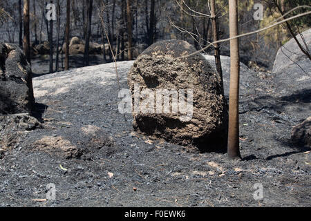 Verbrannten Wald nach einem großen Brand im Norden von Portugal Stockfoto