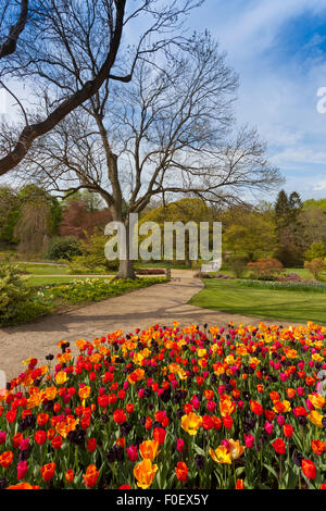 Ein herrlicher Anblick der bunten Frühling Tulpen bei Harlow Carr Gärten, Harrogate, North Yorkshire, England, UK Stockfoto