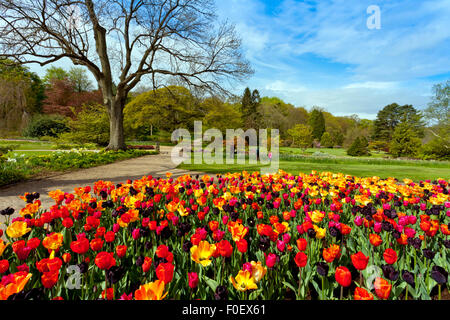 Ein herrlicher Anblick der bunten Frühling Tulpen bei Harlow Carr Gärten, Harrogate, North Yorkshire, England, UK Stockfoto