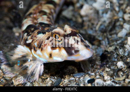 Leierfischen (Callionymus Lyra) Porträt, Moere Küste Norwegens, Februar 2009 Stockfoto