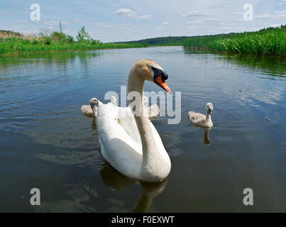 Schwan Familie an einem See. Stockfoto