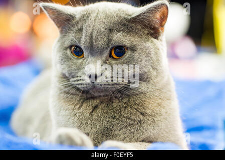 Entzückende Britan graue Katze mit orangefarbenen Augen sitzen und Blick in die Kamera Stockfoto