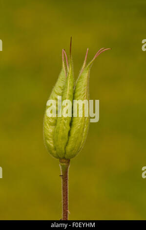 Akeleien Samenkapsel Stockfoto