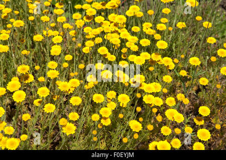 Faerberkamille; Anthemis; Tinctoria; Faerber-Hundskamille; Stockfoto