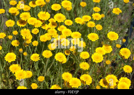 Faerberkamille; Anthemis; Tinctoria; Faerber-Hundskamille; Stockfoto