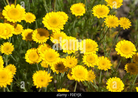 Faerberkamille; Anthemis; Tinctoria; Faerber-Hundskamille; Stockfoto