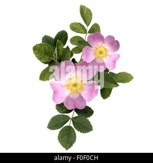 Hundsrose; Heckenrose; Rosa Canina; Stockfoto