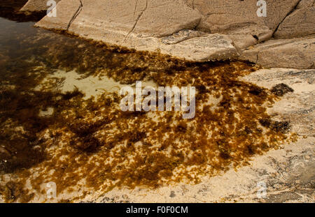 Rockpool Achmelvich Beach Stockfoto