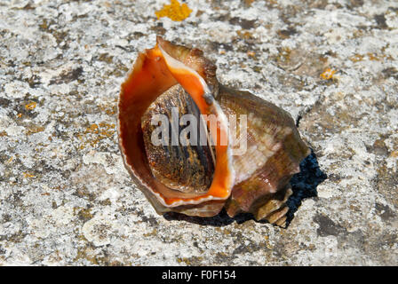 Shell und Weichtieren Rapana Venosa. Stockfoto