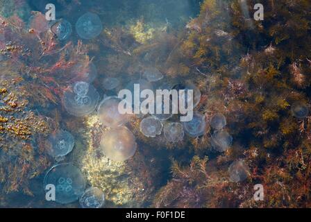 Medusa im Wasser. Stockfoto