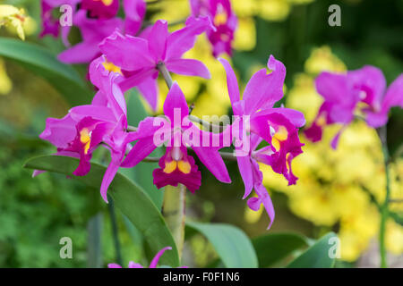 schöne rosa und gelbe Orchidee Blumen-Nahaufnahmen Stockfoto