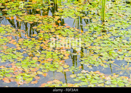 Trapa Natans, auch als Wasserkastanie oder Wasser Caltrop schwimmend im Fluss Dnepr in Kiew Stockfoto