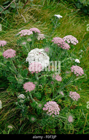 Meer Karotte Wildflower (Daucus Carota Unterart Gummifer) im Juni, UK Stockfoto