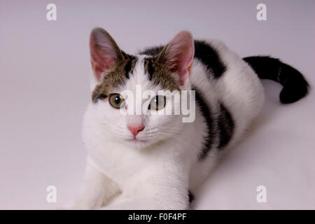 Eine mittlere Aufnahme von Durcheinander Moggy Kätzchen wie sie für die Kamera posiert. Sie ist isoliert auf einem weißen Cyclorama, mit weit aufgerissenen Augen und entspannt Stockfoto