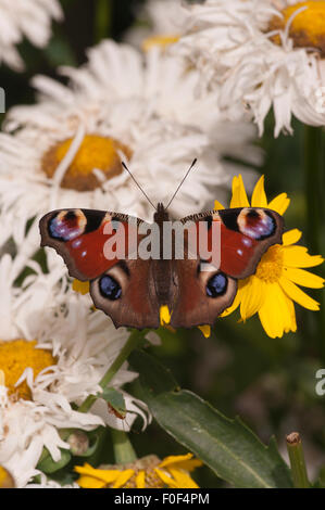 Tagpfauenauge (Aglais Io) auf Garten Gänseblümchen In The UK Stockfoto