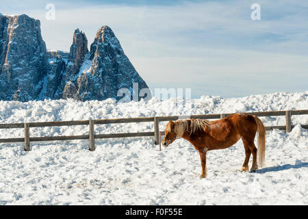 Prächtigen Ponys auf dem Schnee. Dolomiten. Val di Fiemme, Italien Stockfoto