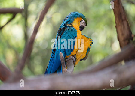 Eine bunte Ara sitzt auf einem Ast, umgeben von Bäumen, die Aufhebung seiner Flügels. Stockfoto