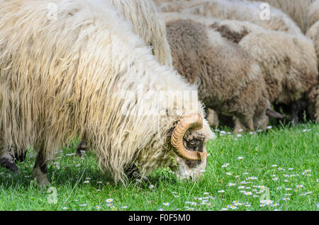 Alten Ram mit seiner Herde Schafe grasen auf der Wiese, im Frühjahr wenn die ersten Blüten vom Rasen erscheinen. Schaf geben Pramenka. Stockfoto