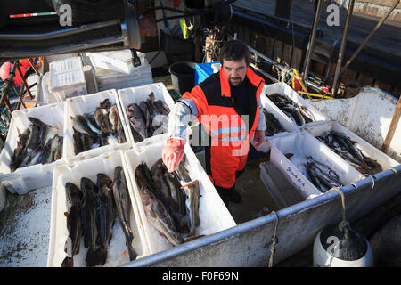 Fischkutter mit frischem Kabeljau. Oslo. Norwegen. Stockfoto