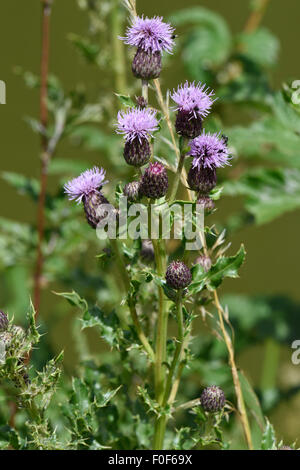 Schleichende Distel, Cirsium Arvense, Blumen, Berkshire, Juli Stockfoto