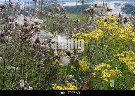 Schleichende Distel, Cirsium Arvense, Blumen und flauschige Thistledown Samen mit gelb blühenden Kreuzkraut, Berkshire, Juli Stockfoto