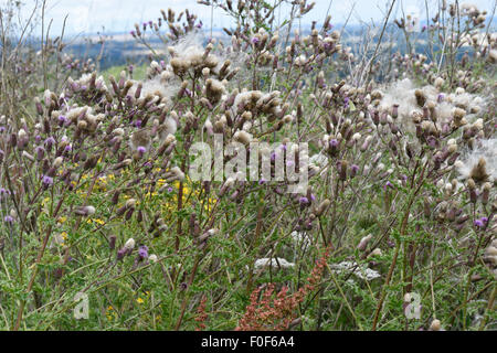 Schleichende Distel, Cirsium Arvense, Blumen und flauschige Thistledown Samen, Berkshire, Juli Stockfoto