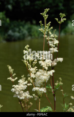 Mädesüß, Filipendula Ulmaria, blühende Pflanzen am Ufer des Kennet & Avon Canal, Berkshire, Juli Stockfoto