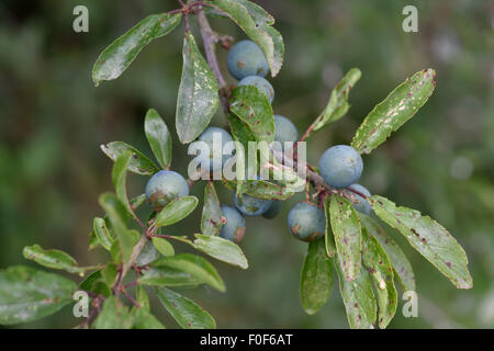 Unreife Schlehen Pflanzen Obst auf Schlehe, Prunus Spinosa, Hecke vor der Reife, Berkshire, Juli Stockfoto