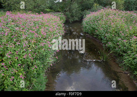 Die invasive Drüsige Springkraut (Impatiens Glandulifera) entlang einer englischen Wasserstraße, England, UK