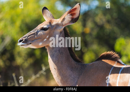 Große Kudu hautnah Chobe, Botswana, Afrika. Kopf und Ohren. Stockfoto