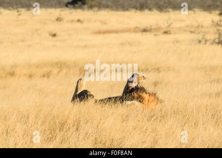 Männlicher Löwe, Rollen und ruhen Sie sich nach einen guten Fang. Etosha, Namibia, Afrika. Stockfoto