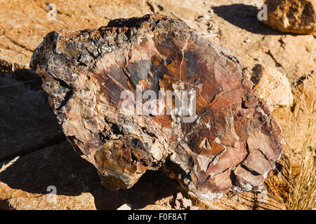 Ein Stück eines Baumes versteinert in Millionen von Jahren. Namibia, Afrika. Stockfoto