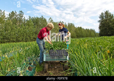 Junge Bauern ernten weiße Zwiebeln von 'Ailsa Craig'. Stockfoto