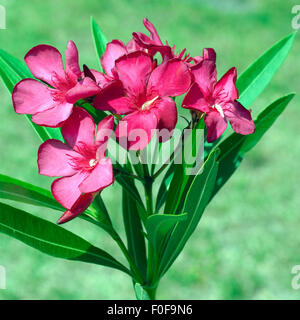 Oleander; Nerium; Oleander; Giftpflanze; Wildpflanzen; Stockfoto