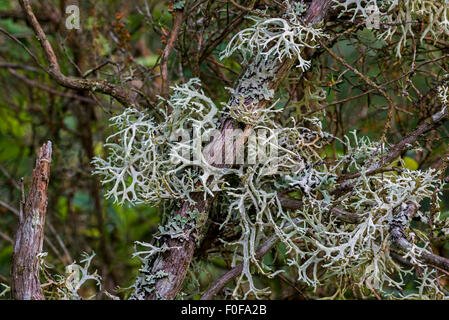 Nahaufnahme von Eichenmoos / Hirsch Flechten (Evernia Prunastri) wächst auf Zweigen Stockfoto